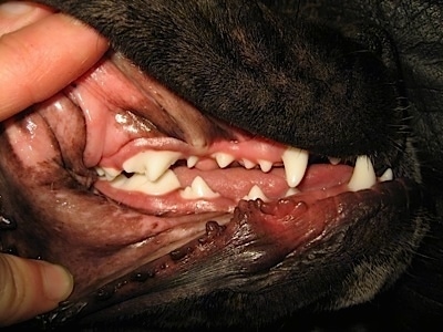 Close Up - a human parting Bruno the Boxer's lips to see his white teeth