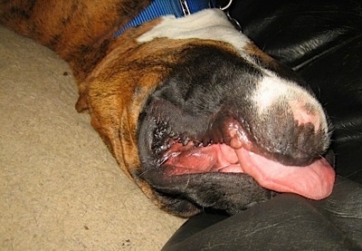 Close Up - Bruno the Boxer laying on his back with his tongue sticking out