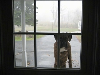 Bruno the Boxer puppy outside on a foggy day jumping up to look in a window
