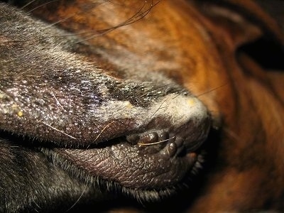 Close Up - Slobber on Bruno the Boxer's lip