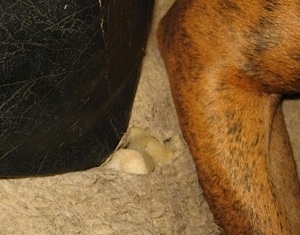 Close Up - Hole chewed into a dog bed with the foam showing