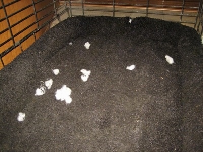 The insides of the crate liner with pieces of the stuffing scattered about