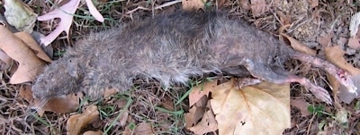 Close Up - Dead Rat outside