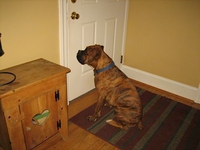 Bruno the Boxer puppy sitting in front of door looking at the door knob waiting to go outside