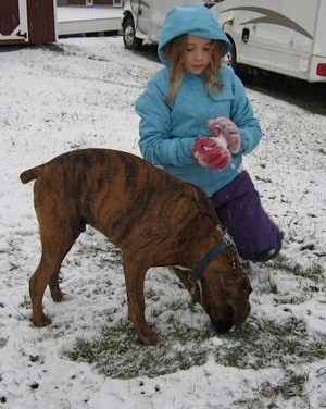 Bruno the Boxer puppy outside with Sara, who is making snowballs as Bruno eats them