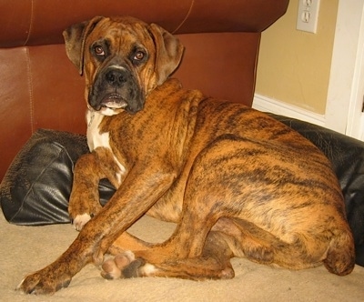 Bruno the Boxer puppy laying in a dog bed next to a brown leather couch