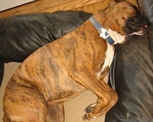 Bruno the Boxer puppy sleeping in a brown dog bed