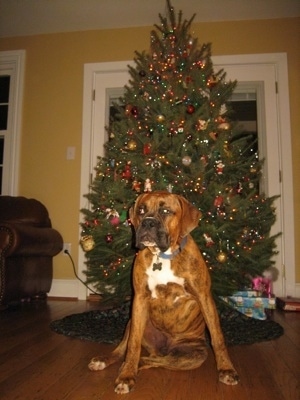 Bruno the Boxer sitting in front of a Christmas tree