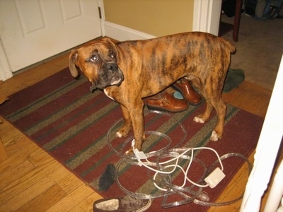 Bruno the Boxer standing on a rug overtop of some string lights and looking up the staircase