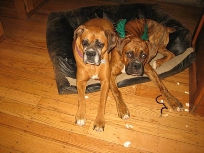 Allie and Bruno the Boxer laying in the same dog bed, Bruno has green Christmas antlers on