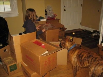 Bruno the Boxer puppy looking at all the boxes in the house as Sara unpacks them