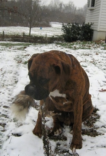 Bruno the Boxer puppy sitting outside in the snow with a Fox Tail/Spine in his mouth