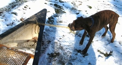 Bruno the Boxer pulling a rope which is tied to a canoe in snow