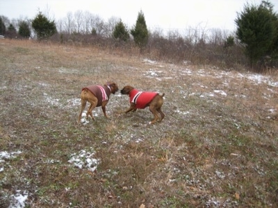 Allie and Bruno the Boxers playing in jackets outside in a field
