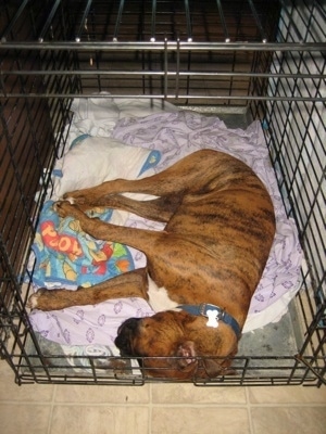 Bruno the Boxer sleeping in his big dog crate