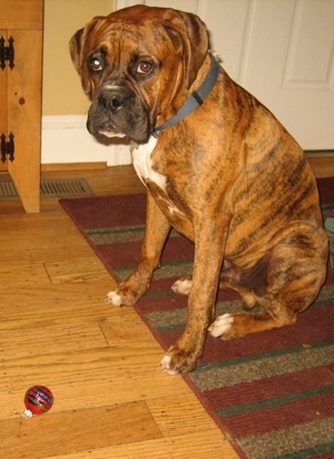 Bruno the Boxer Puppy sitting on a rug in front of a red glass ball ornament