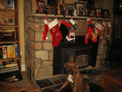 Bruno the Boxer puppies sitting under Christmas stockings which are hanging over a fireplace