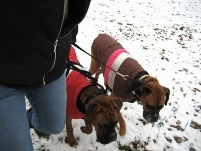 Allie and Bruno the Boxer with coats on walking with there owner in the snow