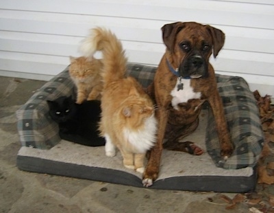 Bruno the Boxer Puppy sitting in the outside dog bed with three cats next to him