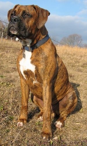 Bruno the Boxer sitting outside in a desolate looking field