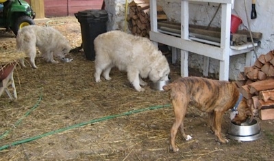 Bruno the Boxer with Tacoma and Tundra the Great Pyrenees eating under the barn