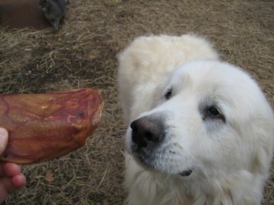 Tundra the Great Pyrenees being handed a pig ear
