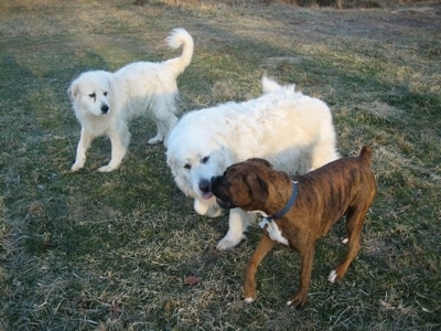Bruno the Boxer walking around the yard with Tacoma and Tundra the Great Pyrenees, Tundra is licking Bruno's mouth