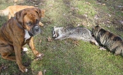 Bruno the Boxer sitting next to a dead raccoon and a cat is walking towards the corpse