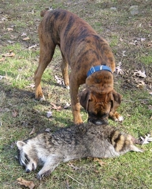 Bruno the Boxer sniffing a dead raccoon