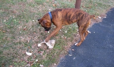 Bruno the Boxer pawing at the broken pieces of the lawn ornament