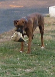 Bruno the Boxer with a broken lawn ornament in his mouth in the yard