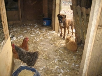 Bruno the Boxer standing at the opening of the chicken coop, with a cat at the door and chickens in the coop