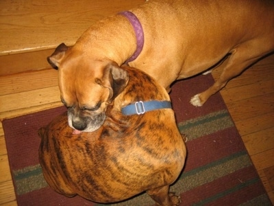 Allie the Boxer Licking Bruno the Boxers Wound
