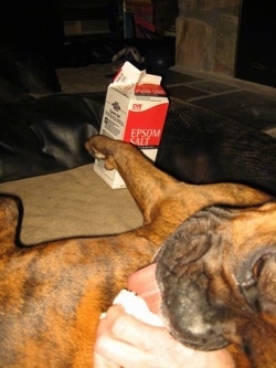 Bruno the Boxer licking the paper towel with Epsom salts on it