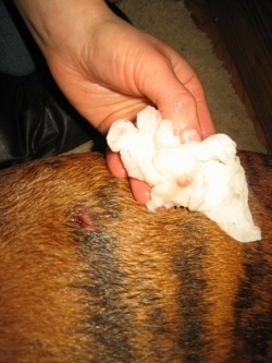 Wound on Bruno the Boxer and human holding a paper towel with Epsom salt on it