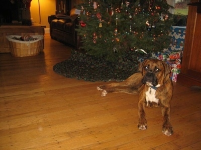 Bruno the Boxer laying down in front of a christmas tree with presents behind him
