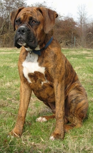 Bruno the Boxer sitting in a field