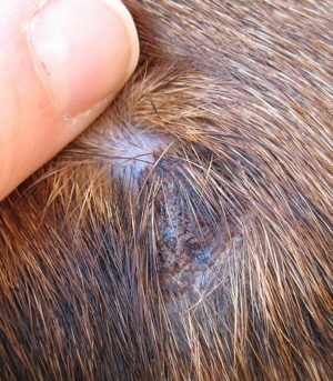 Close Up - Bruno the Boxers bite wound 10 days later