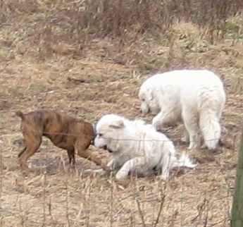 Bruno the Boxer playing with Tacoma and Tundra the Great Pyrenees
