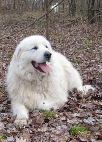 Tundra the male Great Pyrenees laying in the woods