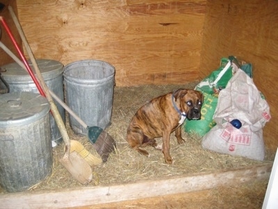 Bruno the Boxer sitting on hay in the hay shed with feed bags, 3 trash cans, 2 brooms and a shovel around him