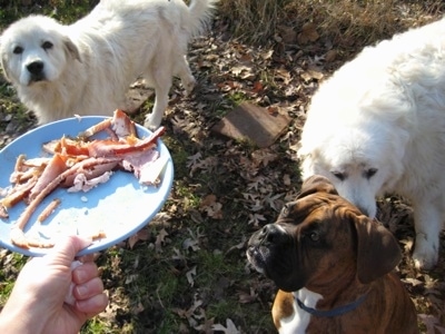 Tacoma and Tundra the Great Pyrenees with Bruno the Boxer looking up at a plate for of ham that a human is holding