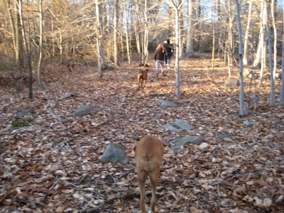 Allie and Bruno the Boxers On a hike following humans through the woods