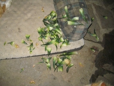 Chewed Up Plant pieces in a dog bed