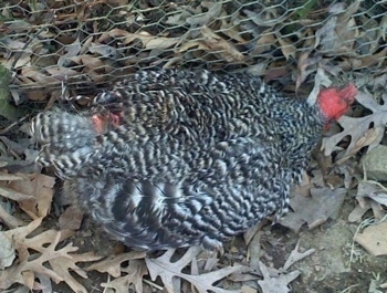 Close Up - Chicken  with a wound on its back