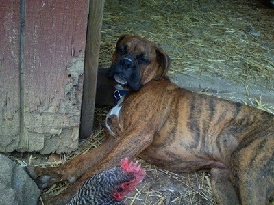 Bruno the Boxer laying down and a chicken is walking up to him