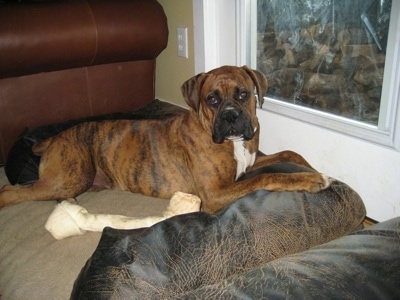Bruno the Boxer laying in a dog bed with a rawhide dog bone next to him