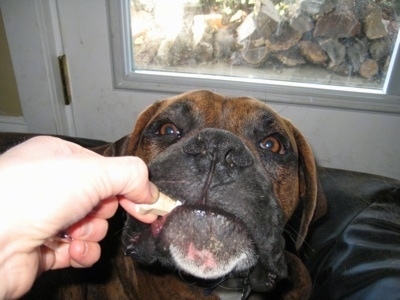 Close Up - Bruno the Boxer being given his worm medicine