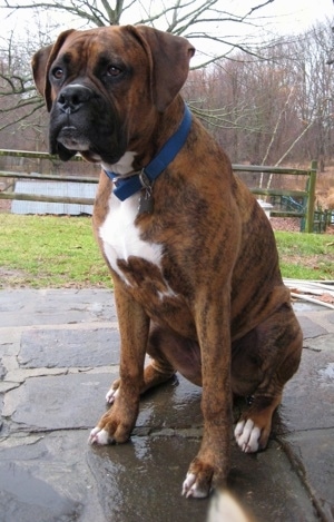 Bruno the Boxer sitting on a wet stone porch
