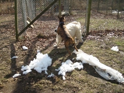 Bruno the Boxer playing with Tundra the Great Pyrenees with cotton and material from a chewed up dog bed everywhere